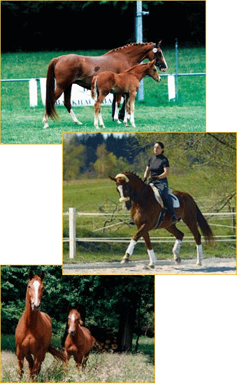 Perdezucht und Ausbildung Perdezucht und Ausbildung